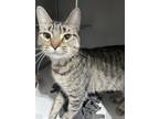 Adopt Betty White a Brown Tabby Domestic Shorthair / Mixed (short coat) cat in
