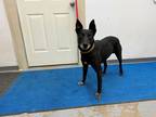 Adopt Recon a Black - with White Belgian Malinois / Australian Cattle Dog /