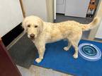 Adopt Dan a Tan/Yellow/Fawn Labradoodle / Mixed dog in Rangely, CO (38754040)