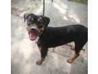 Adopt Mamas a Mixed Breed (Medium) / Mixed dog in Ocala, FL (38682097)