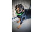 Adopt Bella (Danica Patrick) a Mixed Breed (Medium) / Mixed dog in Ocala