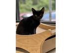 Adopt Happy Meal a All Black Domestic Shorthair / Domestic Shorthair / Mixed cat