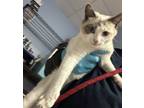 Adopt Neera - IN FOSTER a White Domestic Shorthair / Domestic Shorthair / Mixed