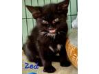 Adopt Zed a Domestic Shorthair / Mixed (short coat) cat in Cambridge