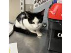 Adopt Kensey a All Black Domestic Shorthair / Mixed cat in Yuma, AZ (38600221)