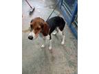 Adopt Birdie a Black Treeing Walker Coonhound / Mixed dog in Greenville
