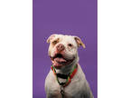 Adopt Elsa-Kitchener a White Mixed Breed (Large) / Mixed dog in Kitchener