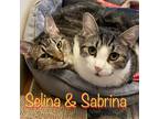 Adopt Sabrina and Selina a Domestic Shorthair / Mixed (short coat) cat in New