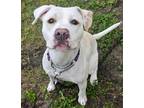 Adopt Jenny a White Mixed Breed (Large) / Mixed dog in Port St Lucie