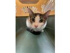 Adopt Lovely Rita a White Domestic Shorthair / Domestic Shorthair / Mixed cat in
