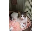 Adopt Dina a White Domestic Shorthair / Domestic Shorthair / Mixed cat in