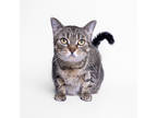 Adopt Meena a Brown or Chocolate Domestic Shorthair / Domestic Shorthair / Mixed