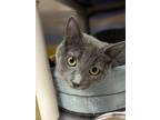Adopt Ever a Gray or Blue Domestic Shorthair / Domestic Shorthair / Mixed cat in