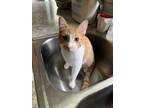 Adopt Velcro a Orange or Red Tabby Domestic Shorthair (short coat) cat in Cedar