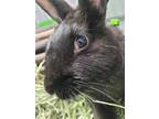 Adopt Delilah a Black Other/Unknown / Mixed rabbit in Windsor, ON (38554683)