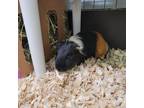 Adopt TENNESSEE a Guinea Pig small animal in Las Vegas, NV (38554671)
