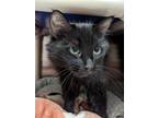 Adopt Josie a All Black Domestic Mediumhair / Domestic Shorthair / Mixed cat in