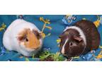 Adopt Pizza a White Guinea Pig (short coat) small animal in Highland