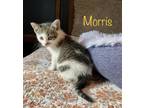 Adopt Morris a Brown or Chocolate (Mostly) Domestic Shorthair (short coat) cat