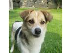 Adopt Prida a White - with Tan, Yellow or Fawn Jindo / Mixed dog in Calgary