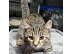 Adopt Tucker D. a Gray or Blue Domestic Shorthair / Mixed cat in Willington