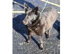 Adopt Sally a Black Labrador Retriever / Mixed dog in Reeds Spring