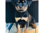 Rottweiler Puppy for sale in Asheboro, NC, USA