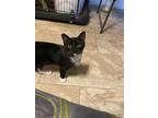 Adopt Ike a Black & White or Tuxedo Domestic Shorthair (short coat) cat in Baton