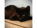 Adopt Shuri a All Black Domestic Shorthair / Mixed cat in Leesburg
