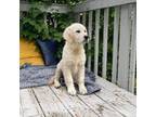 Golden Retriever Puppy for sale in Butler, IN, USA