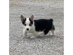 Pembroke Welsh Corgi Puppy for sale in Sarcoxie, MO, USA