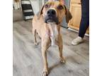 Adopt Wyatt a Tan/Yellow/Fawn Black Mouth Cur / Mixed dog in FREEPORT