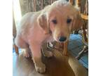 Golden Retriever Puppy for sale in Pagosa Springs, CO, USA