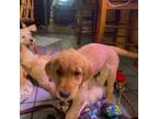 Golden Retriever Puppy for sale in Pagosa Springs, CO, USA