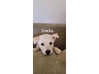 Adopt SIMBA a Husky / Shepherd (Unknown Type) dog in Calimesa, CA (36113664)