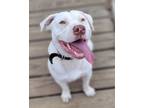 Adopt Ghost a White American Pit Bull Terrier / Mixed dog in Zuni, VA (36090590)