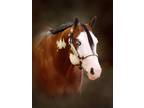 APHA Bay Overo Stallion