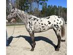 Beautiful Appaloosa mare