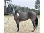 Blue roan paint