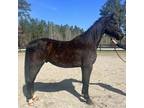 Friesian Dutch cross