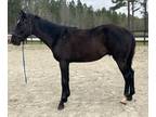 Black Qh gelding