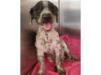 Adopt Monty a Black - with White Terrier (Unknown Type, Small) / Mixed dog in