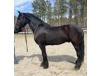 Friesian Morgan gelding