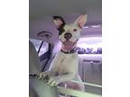 Adopt Kiara a White - with Gray or Silver Feist / Mixed dog in Niagara Falls
