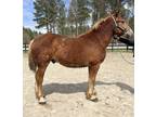 Belgian Suffolk gelding