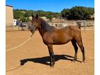WHISKEY - gelding/Bay/Arab QH-Project Ready to Train