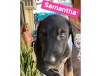 Adopt Samantha a Black - with Tan, Yellow or Fawn German Shepherd Dog / Doberman
