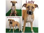 Adopt Lady a Brown/Chocolate Mixed Breed (Medium) / Mixed dog in Boaz