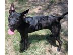 Adopt Hickey a Black - with White Labrador Retriever / Mixed dog in Niagara