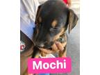 Adopt Mochi a Black - with Tan, Yellow or Fawn German Shepherd Dog / Doberman